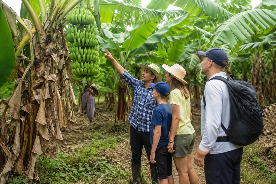 Discover Tropical Agriculture Through Banana Farm Tourism